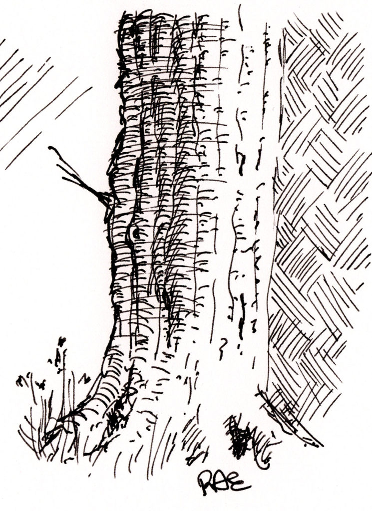 Tree bark sketch to test consistency of ink flow